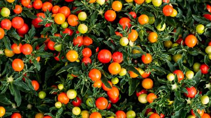 Solanum Pseudocapsicum or winter cherry plant or Jerusalem cherry, ornamental plant for Christmas with bright red berries