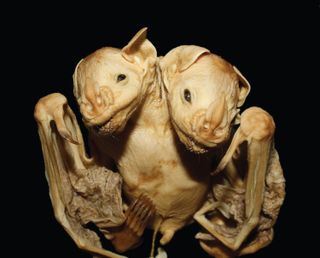 These conjoined bat twins were discovered under a mango tree by a boy in 2001 in southeastern Brazil and recently studied by a research team seeking to learn more about this unusual phenomenon. This is only the third pair of conjoined bat twins to be r