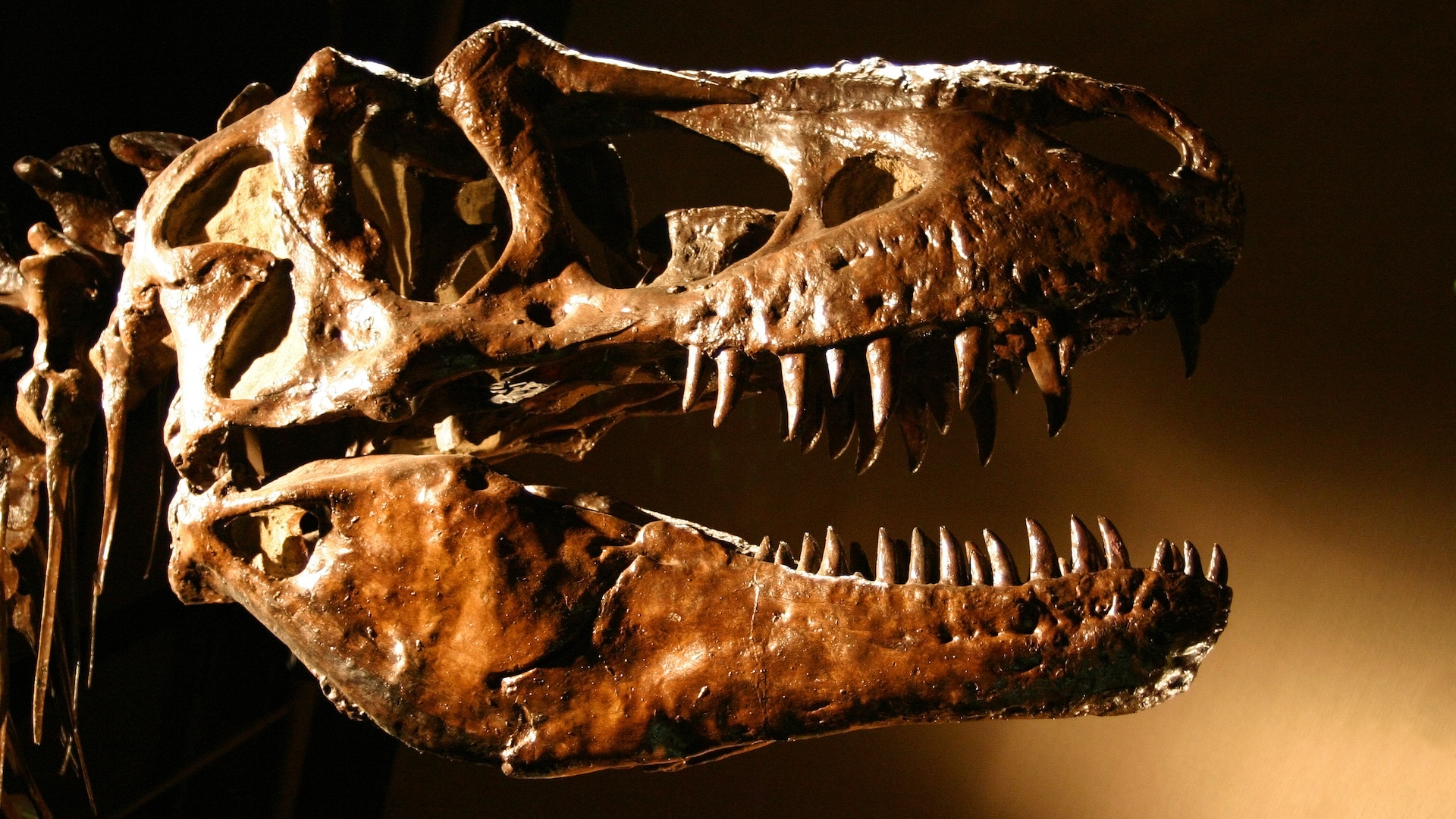 a close-up of a t. rex skull