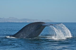 A diving blue whale off the coast of California.