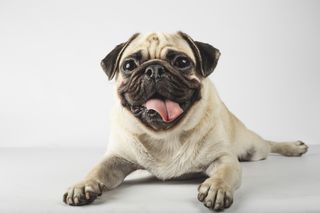 pugs breed profile - happy pug