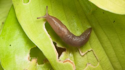 slugs chewing holes in a hosta leaf