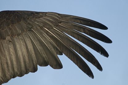 A condor