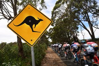 Detailed view of Kangaroo signal during the Santos Tour Down Under