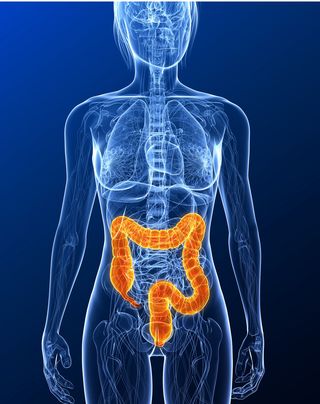 colon, colonoscopy, colon cancer risk