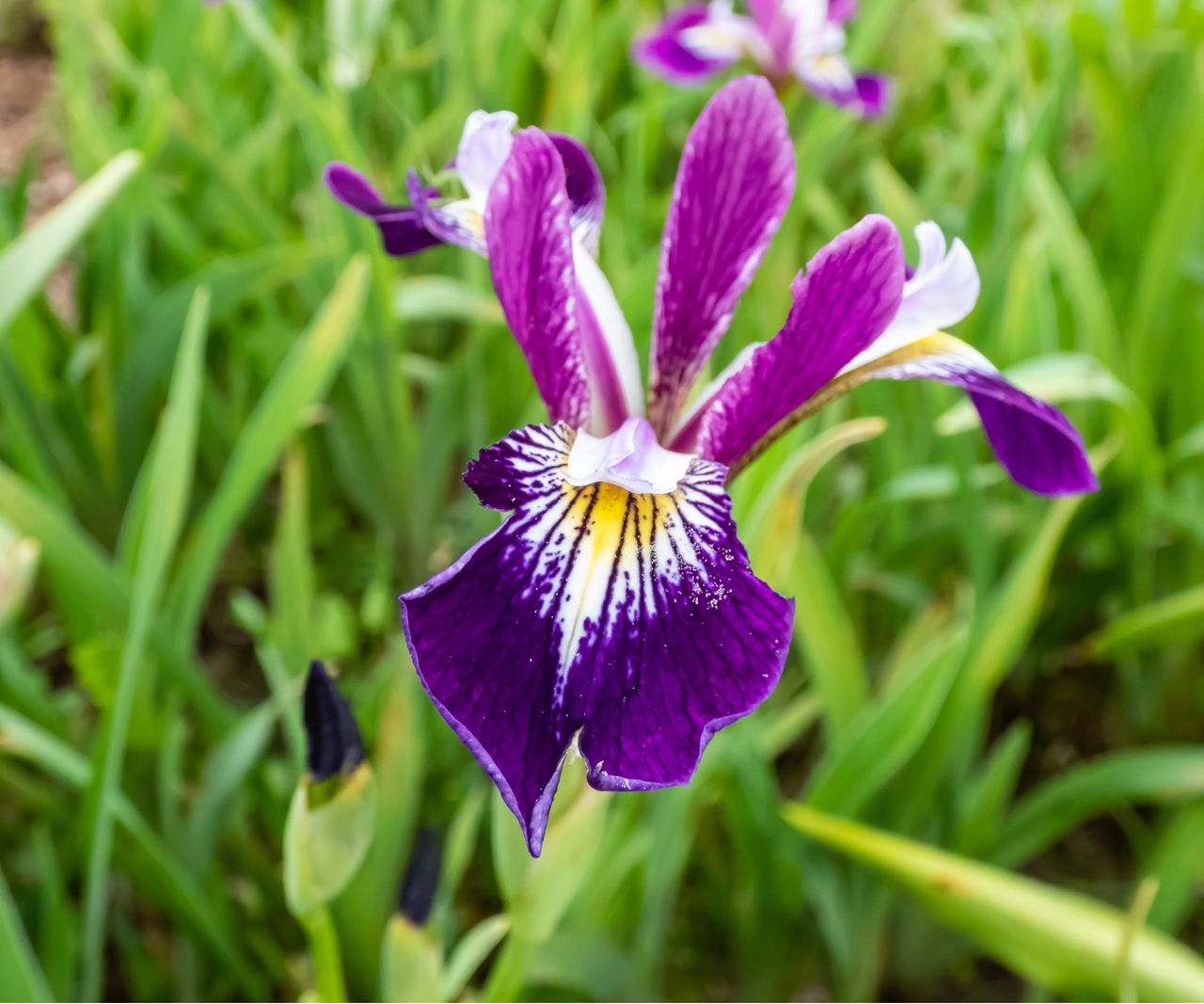 Best native irises to plant in fall: 5 colorful species | Homes & Gardens