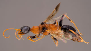 A close up of a dementor wasp