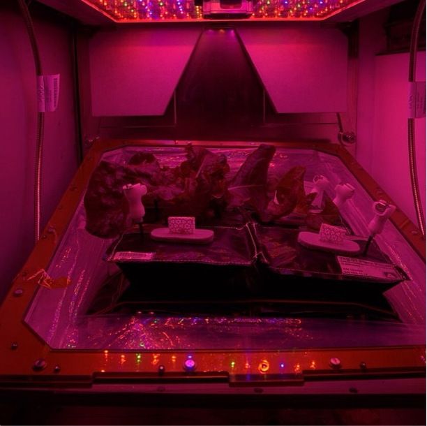 The Veggie experiment, which is used to grow lettuce on the International Space Station. In a new study, researchers have discovered new bacteria on the space station that they think could support future food growing efforts in space. 