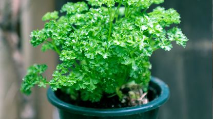 Parsley in a pot