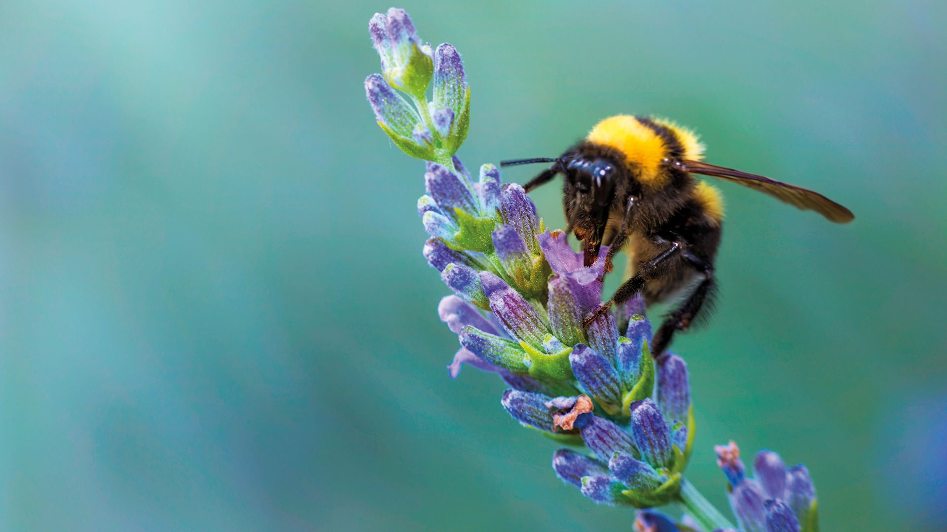 Best Bee Friendly Plants: 12 Beautiful Ideas To Try In Your Garden ...