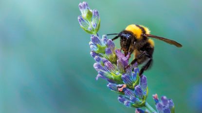 Bees love lavender