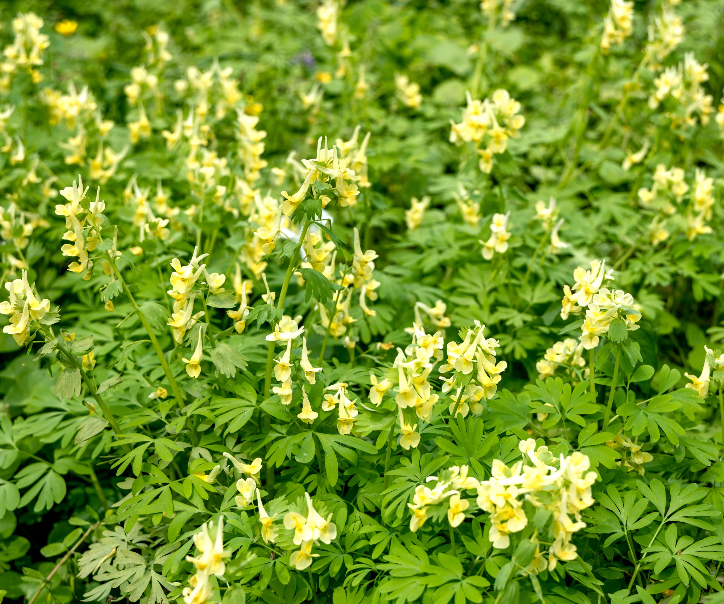 corydalis plants with yellow tubular flowers