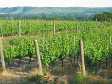 Ridgeview Wineries, Sussex