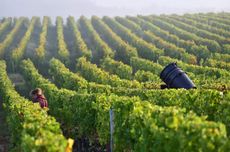 sauternes 2018 wines