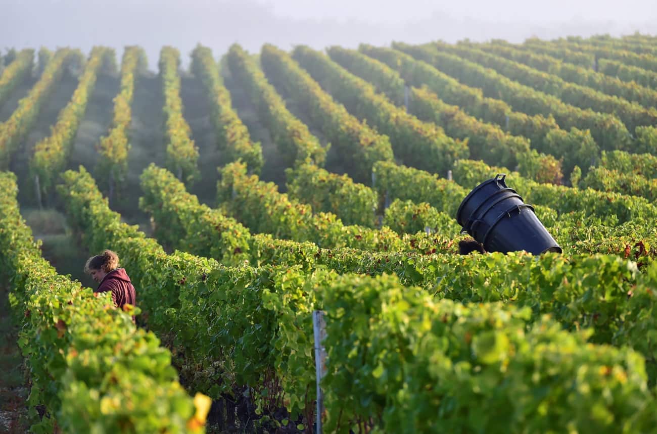 sauternes 2018 wines