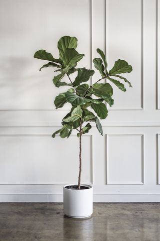 A fiddle leaf fig plant in a white container