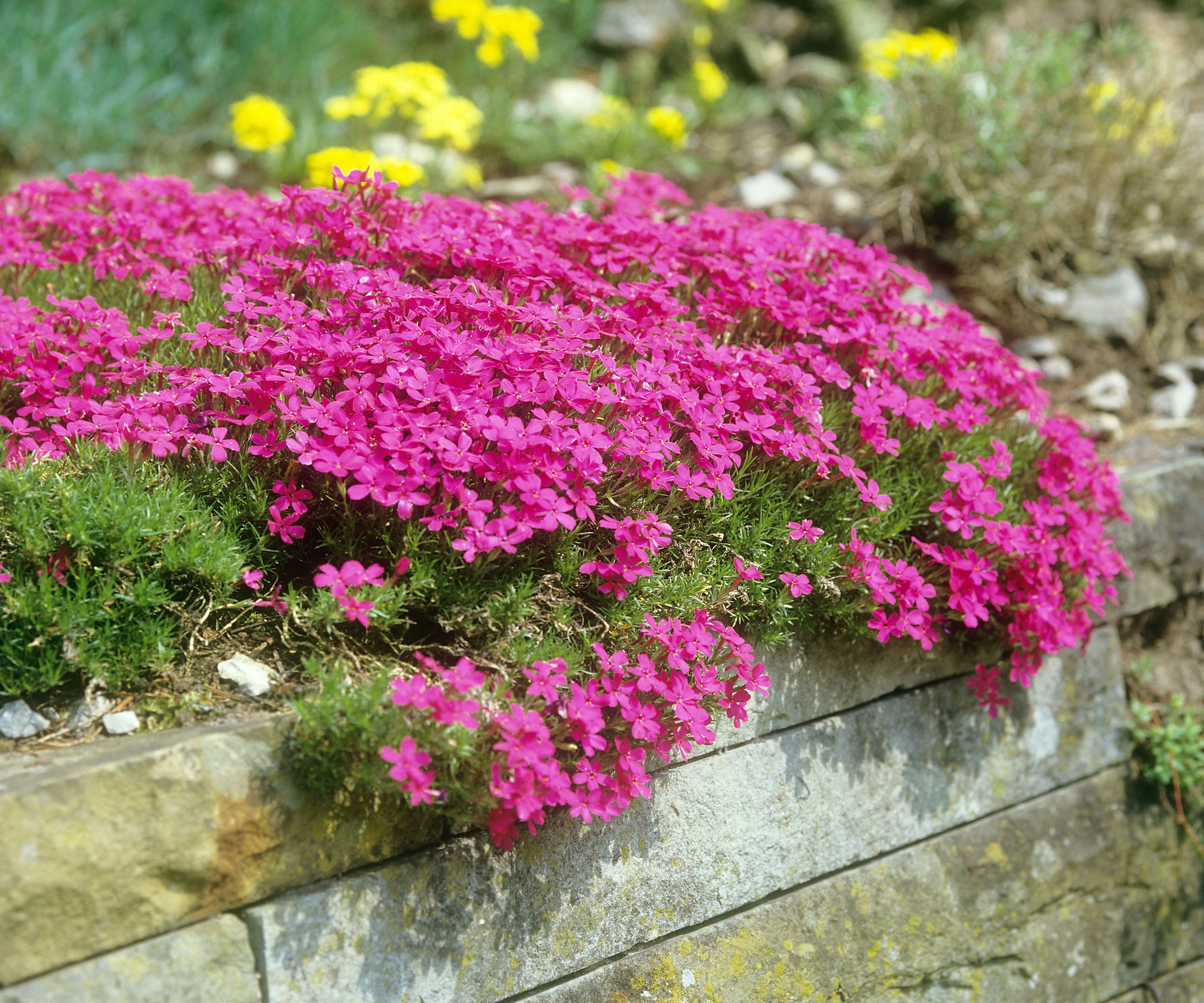Moss Phlox, Phlox subulata