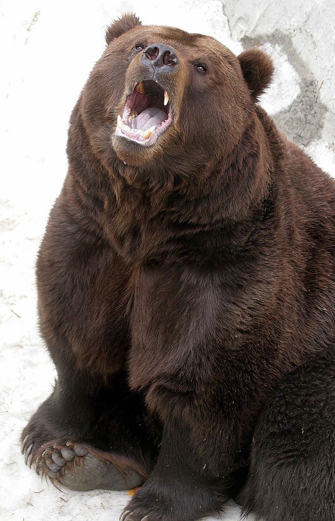 Japanese man fights off bear. 