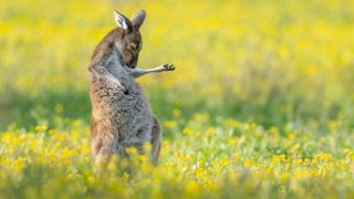 Comedy Wildlife Photography Awards 2023