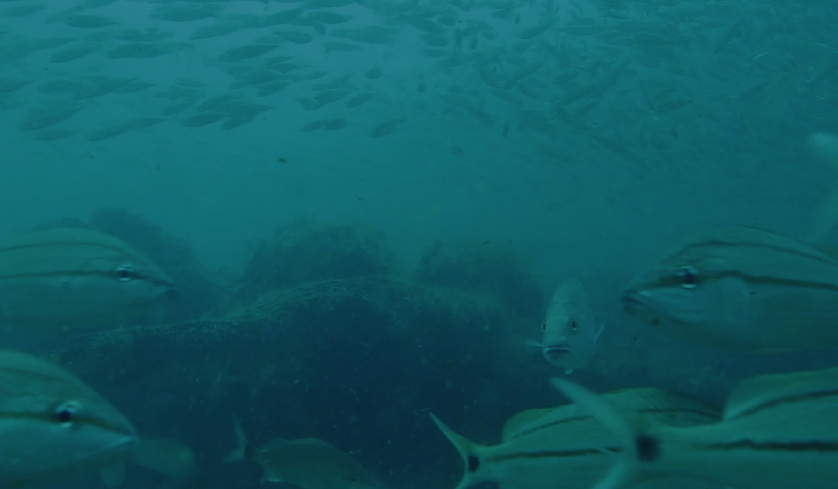 Primeval Underwater Forest