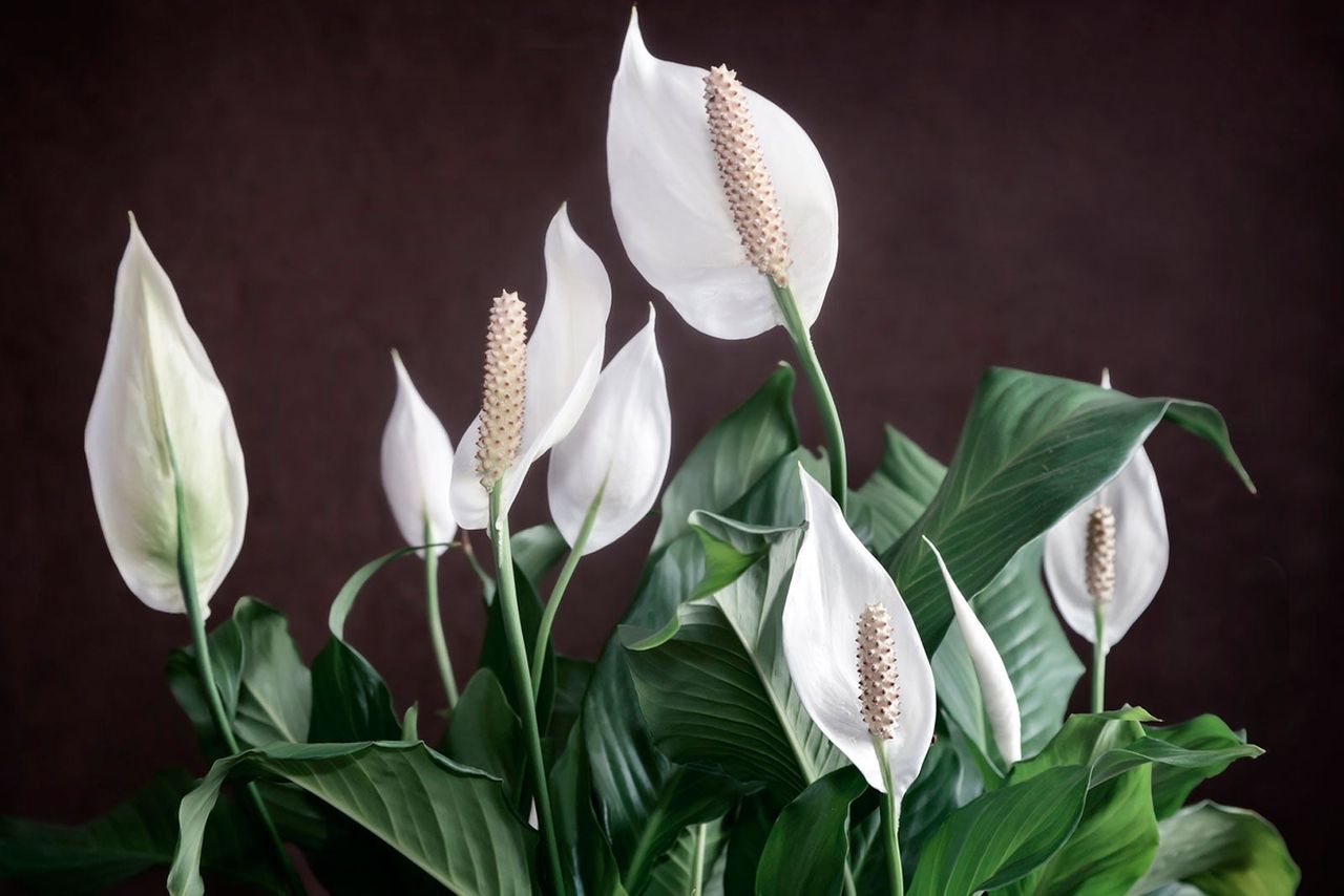 Bouquet Of White Flowers