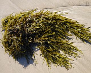 Seaweed on a sandy beach