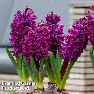 Hyacinth 'woodstock'