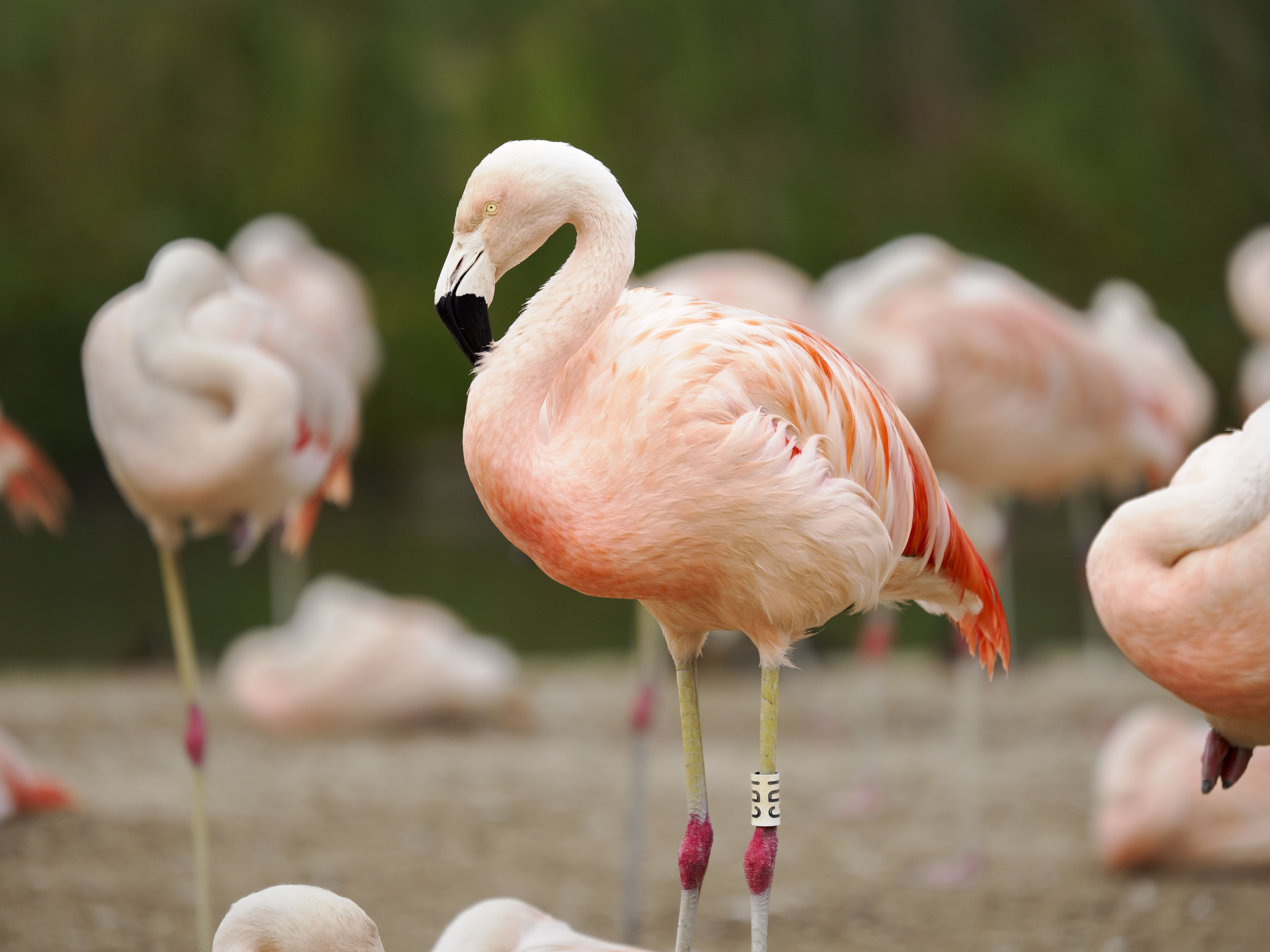 OM System 50-200mm F2.8 sample gallery: group of flamingos on a stone island