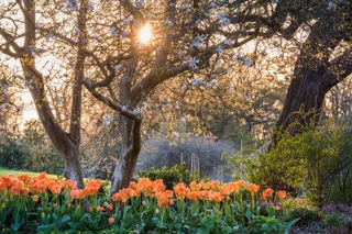 tulips and magnolia in rhs garden