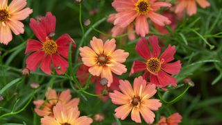 Coreopsis 'Rum Punch' flowers
