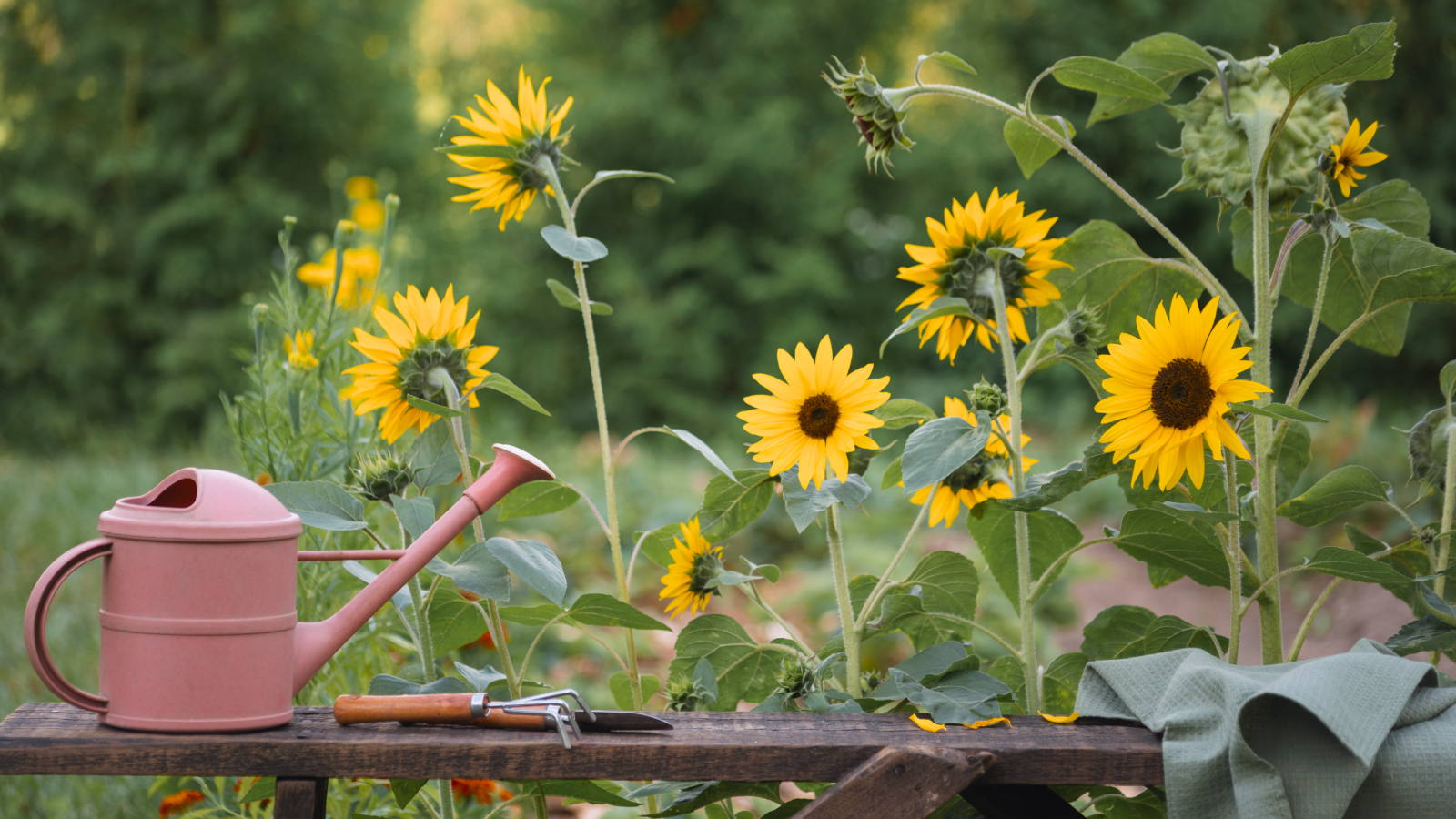 Sunflowers next to bench with watering can