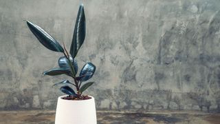 Rubber Plant (Ficus elastica) in a white plant pot against a grey wall