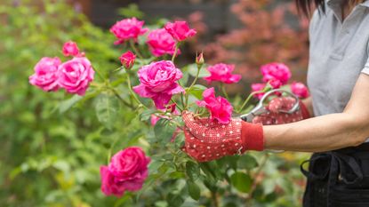 rose propagating mistakes