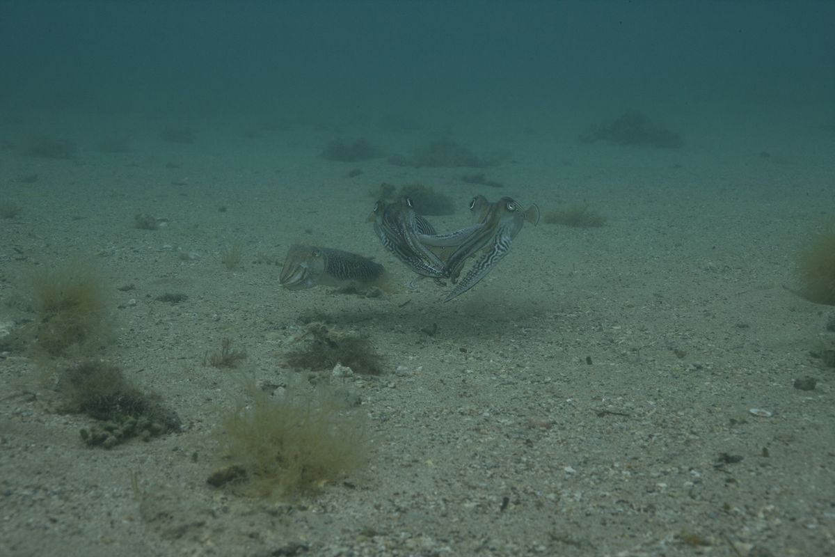 Two male cuttlefish eye each other over a female. Common cuttlefish can dilate one pupil at a time, as seen here, making for an intimidating staring contest. 