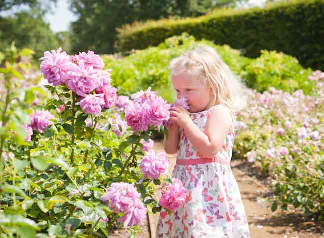 Days Out With The Kids: Savill Garden, Surrey