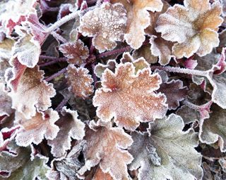 Coral bells in winter