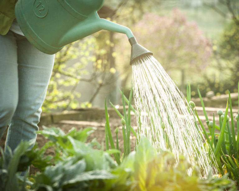 when to water plants – watering plants in the morning to protect them from frost