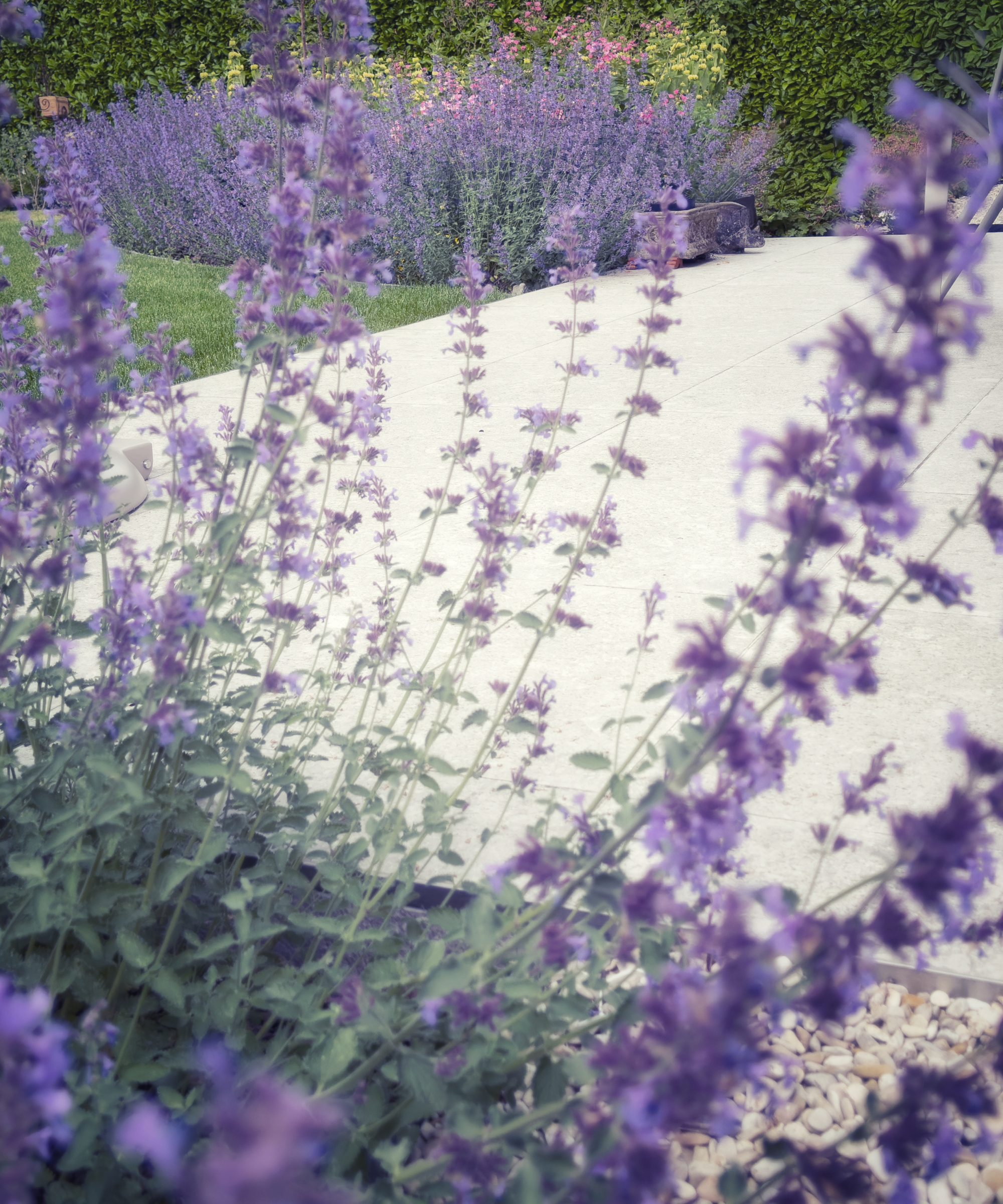 catmint or nepeta used to soften hard landscaping in a garden