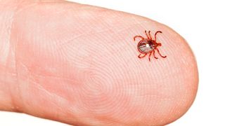 Close up of a lone-star tick on a person's finger. 