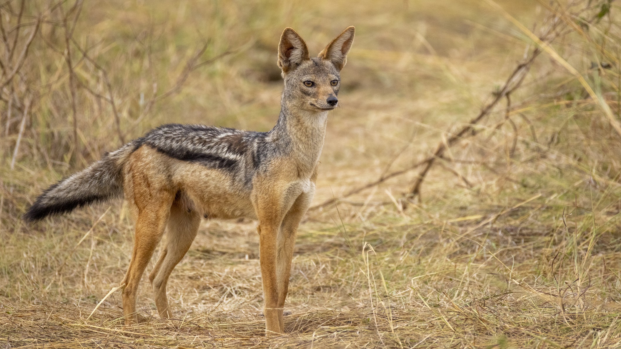 A black-backed jackal stands alert in a field of tall grass.