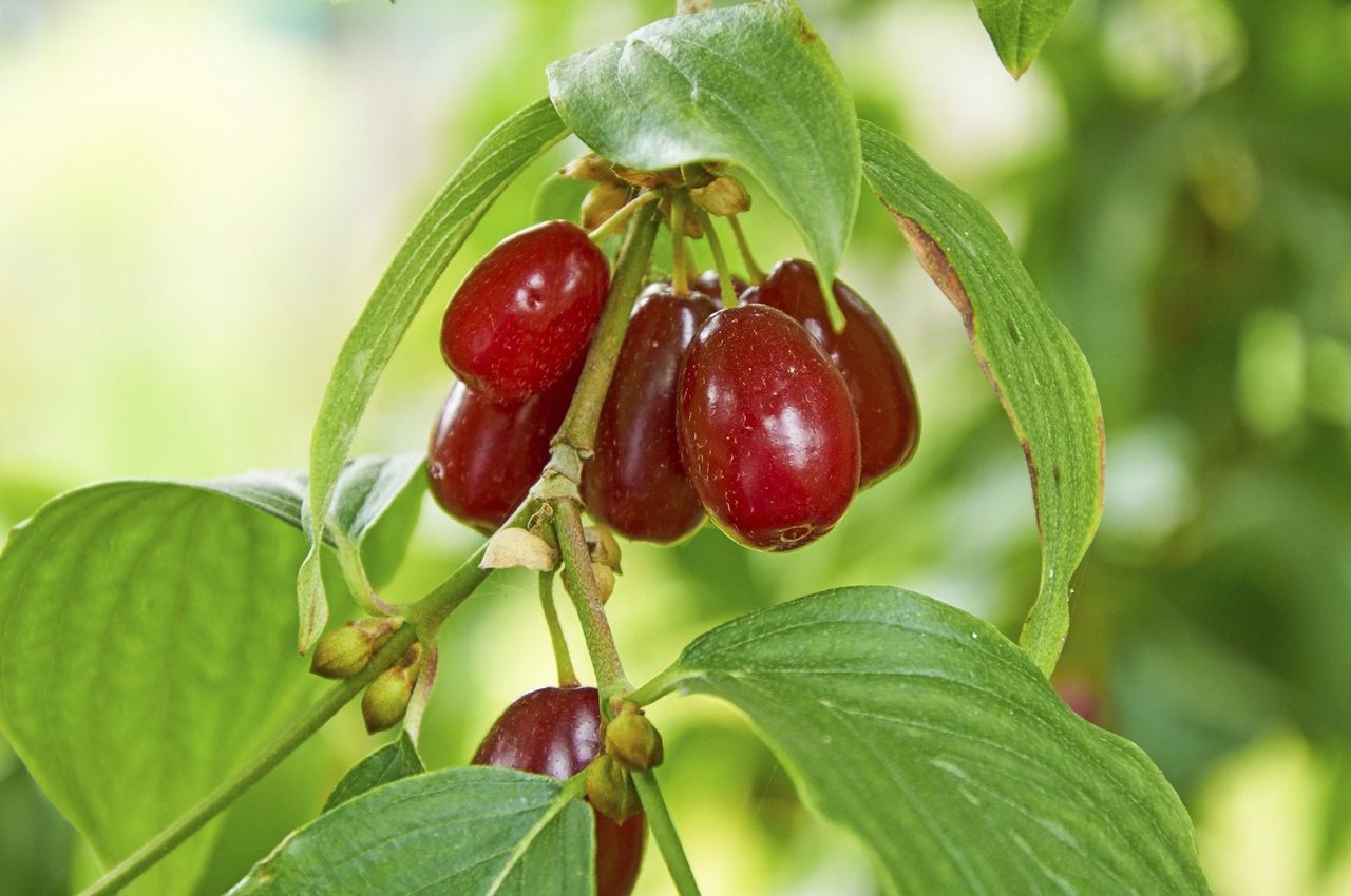 Red Cornelian Cherry Tree