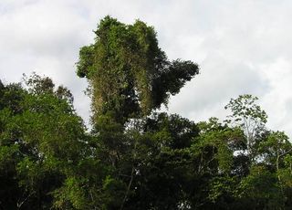 A tree in the Amazon basin covered by lianas. Heavy liana infestation can double the probably of tree mortality.
