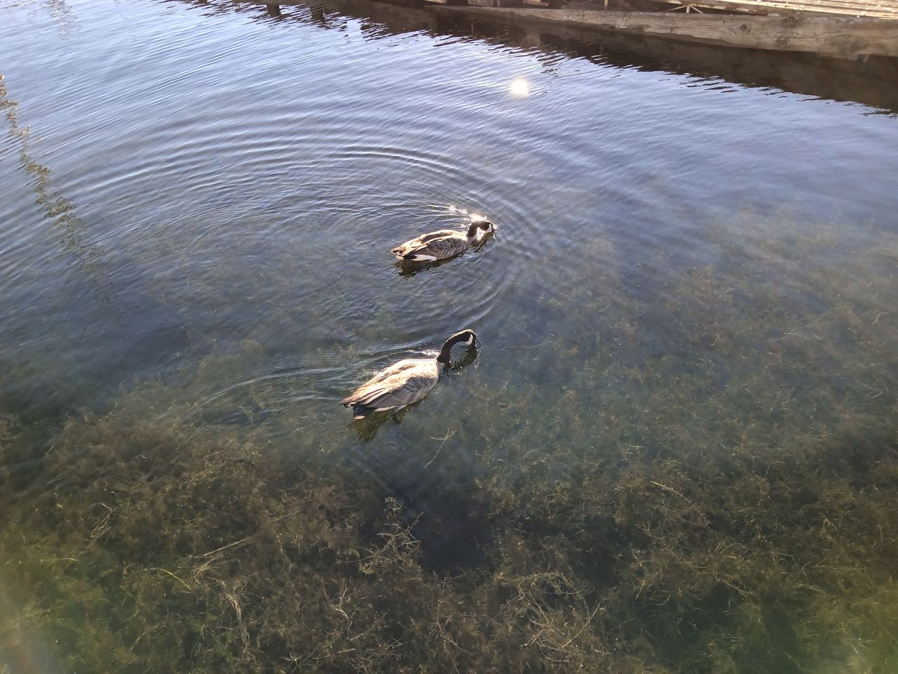 Ducks swimming in the water