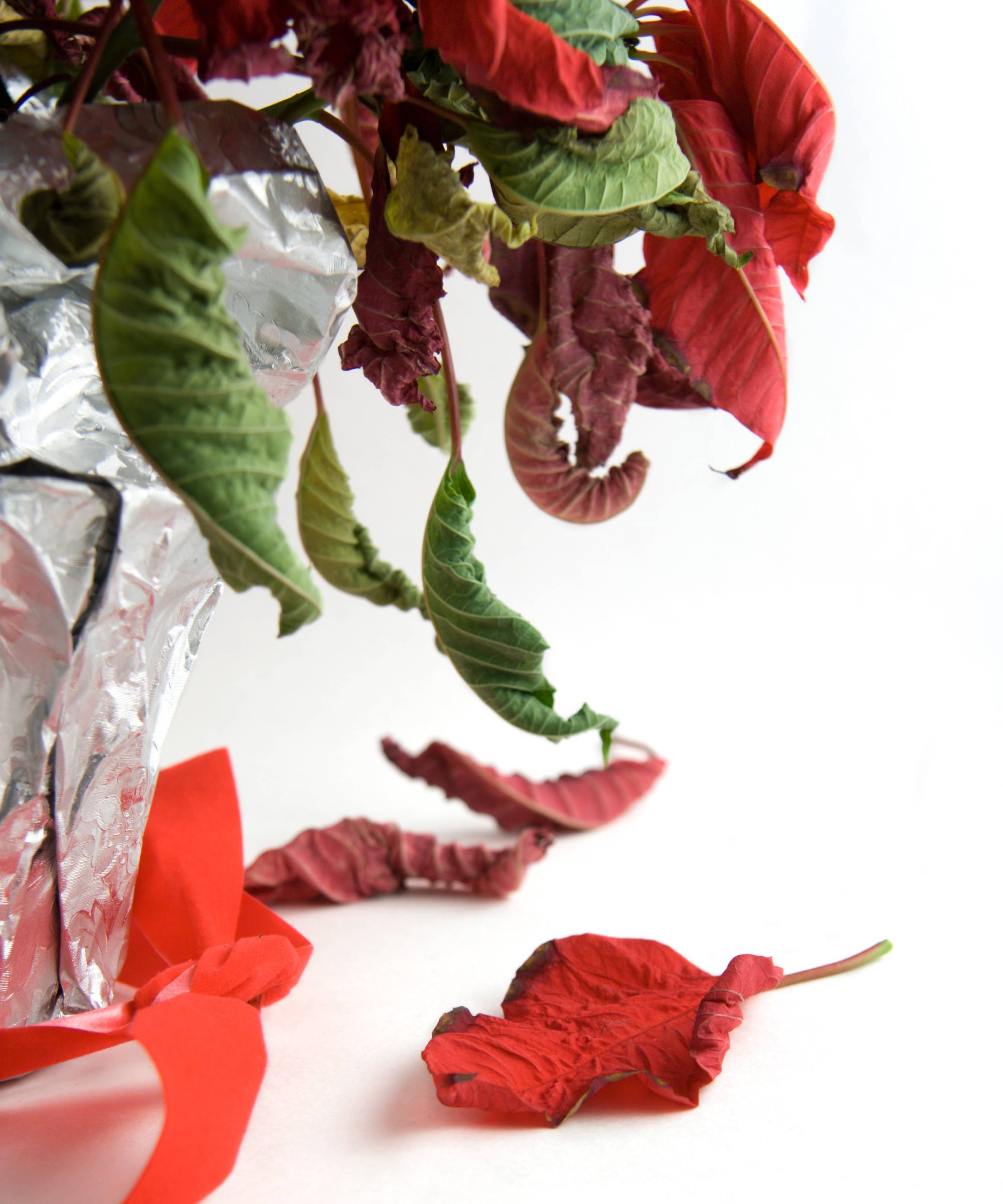Dead poinsettia plant and leaves