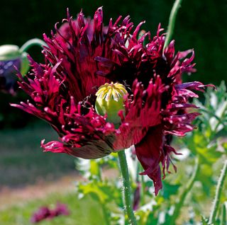 poppy variety