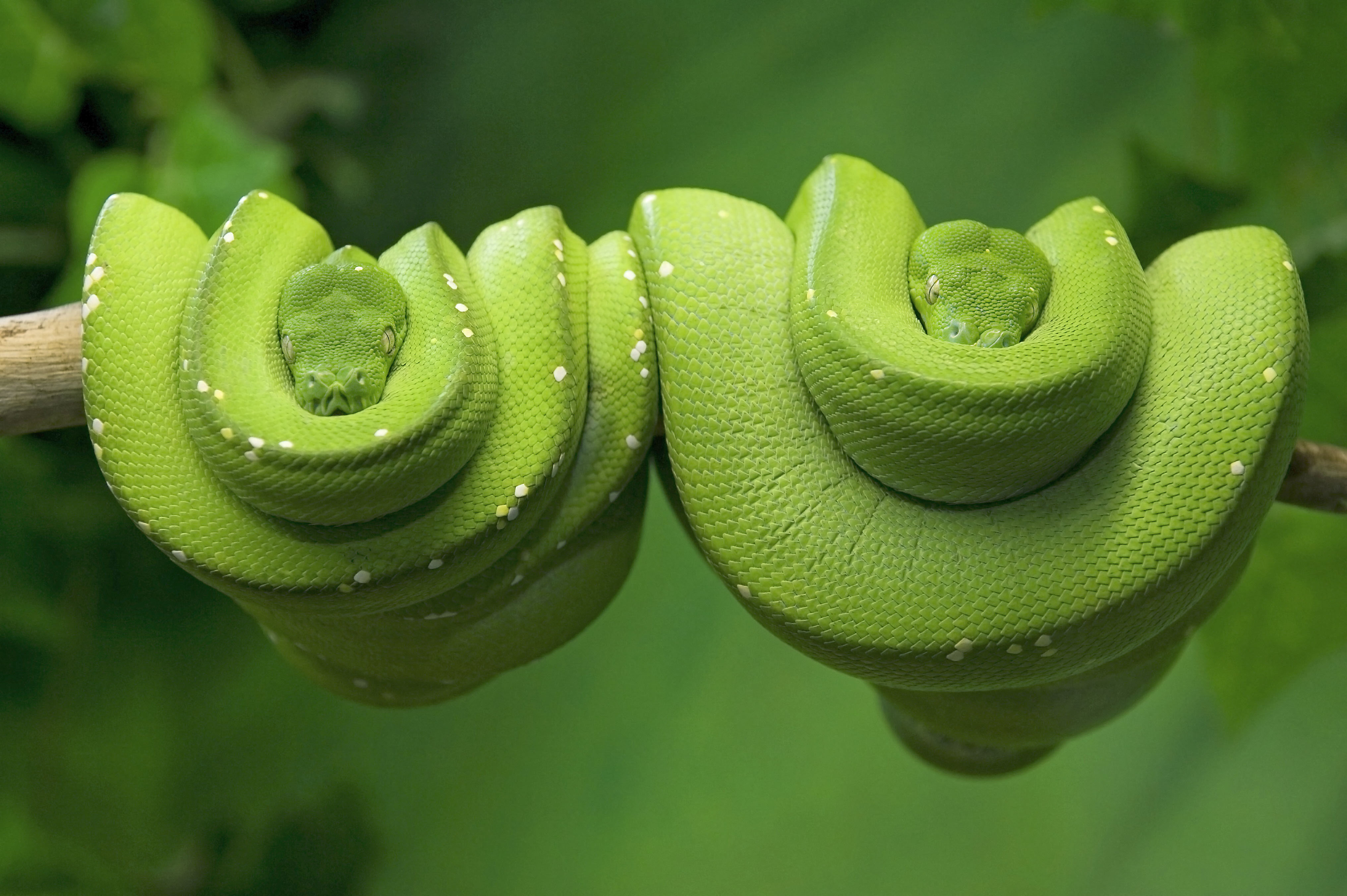 Two green snakes sit coiled on a branch staring at the camera