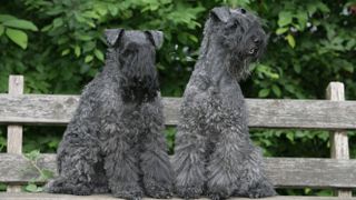 Kerry blue terrier