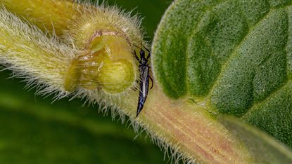A thunder fly or thrip on a leaf in closeup