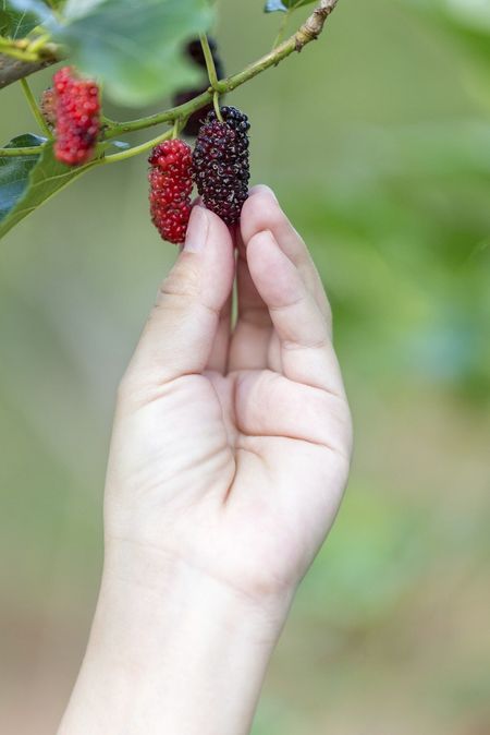 Hand Picking A Mulberry