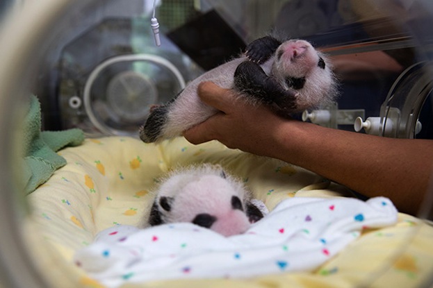 Twins! Pictures Of Atlanta's Baby Pandas | Live Science